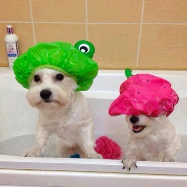 shower caps for pets